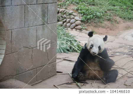 Panda 104146810