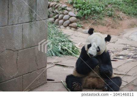 Panda Panda 104146811
