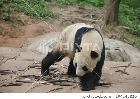 Panda Panda 104146820
