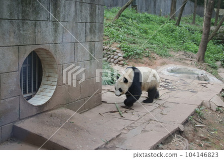 Panda Panda 104146823