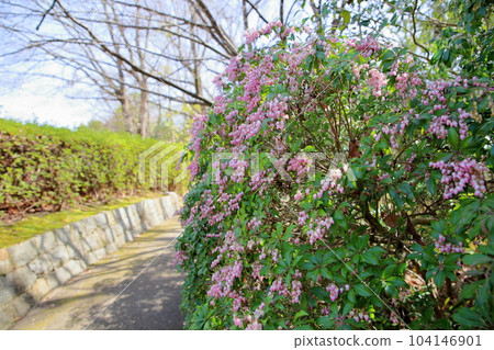 早春的小徑,阿塞比花 早春的小徑,阿塞比花 104146901
