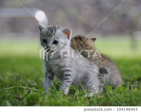 A cute kitten debuting in the park jumps around exploring A cute kitten debuting in the park jumps around exploring 104146943