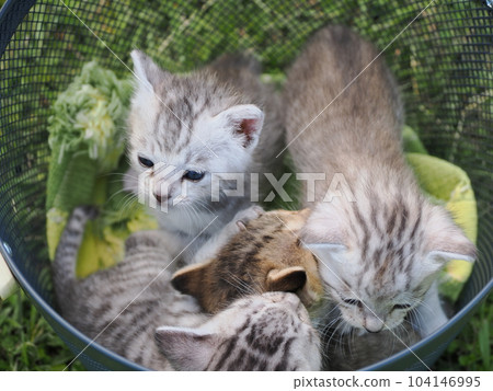 一隻可愛的小貓在公園里首次亮相,它跳來跳去探索 一隻可愛的小貓在公園里首次亮相,它跳來跳去探索 104146995