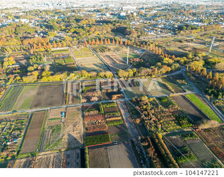 Aerial photography "Saitama Prefecture" Autumn scenery of Minuma rice field taken with a drone 104147221