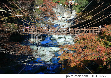 [Tokushima Prefecture] Autumn leaves (Kazura Bridge in Iya) 104147225