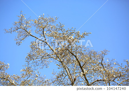 Beginning to bloom Magnolia magnolia flowers Beginning to bloom Magnolia magnolia flowers 104147240