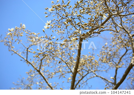 Beginning to bloom Magnolia magnolia flowers Beginning to bloom Magnolia magnolia flowers 104147241