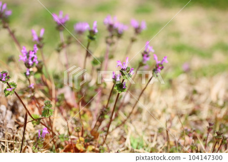 Hotokenosa花 104147300