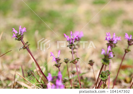 Hotokenosa flowers 104147302