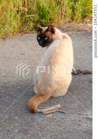 坐在路邊的暹羅貓 坐在路邊的暹羅貓 104147351