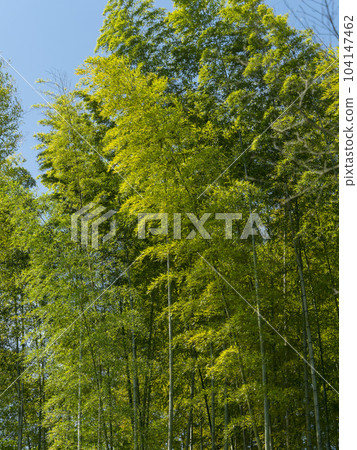 Scenery of bamboo grove where fresh green bamboo grows 104147462