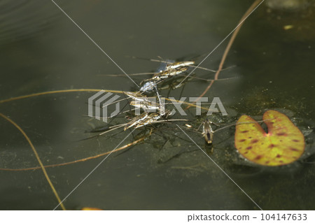Namia strider swarming on the carcass of the black dragonfly Namia strider swarming on the carcass of the black dragonfly 104147633