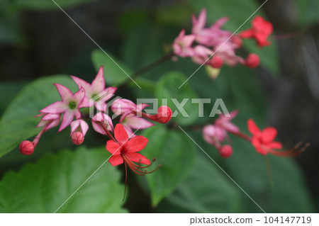 紅色 benigenpeikazu 花 紅色 benigenpeikazu 花 104147719