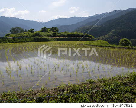 Terraced rice fields in Inabuchi, Asuka Village after rice planting Terraced rice fields in Inabuchi, Asuka Village after rice planting 104147921