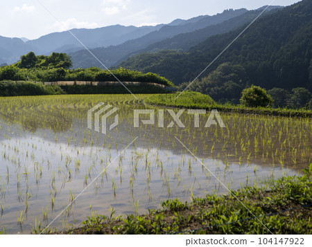 Terraced rice fields in Inabuchi, Asuka Village after rice planting Terraced rice fields in Inabuchi, Asuka Village after rice planting 104147922