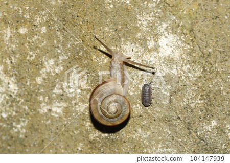 Competition between snails and vulgare beetles Competition between snails and vulgare beetles 104147939