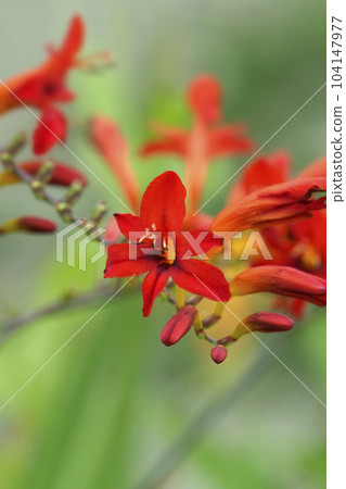 六月雨季水仙紅花 六月雨季水仙紅花 104147977