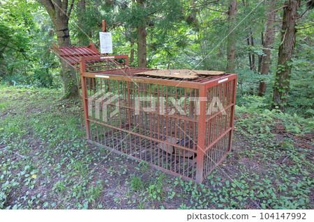 bear trap bear trap 104147992