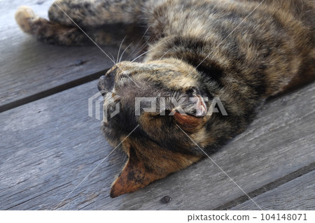 cat sleeping on wooden floor cat sleeping on wooden floor 104148071