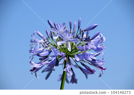 熱帶百子蓮 熱帶百子蓮 104148273