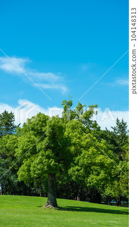 藍天下的香樟樹 104148313