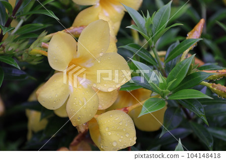Tropical yellow antler flower 104148418