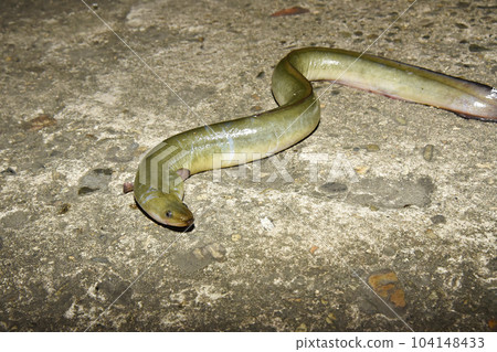 剛捕獲的鰻魚 104148433