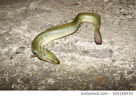 剛捕獲的野生鰻魚蠕動 104148434