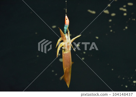 catching squid with a lure catching squid with a lure 104148437