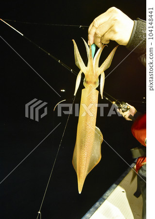 Freshly caught and transparent squid Freshly caught and transparent squid 104148441