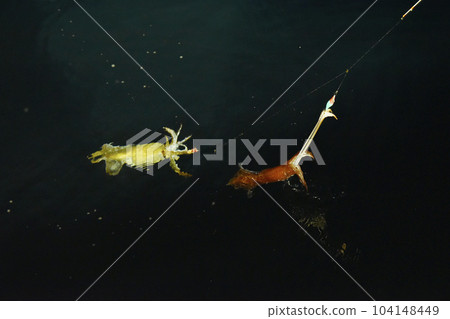 The squid I caught floated on the surface of the water The squid I caught floated on the surface of the water 104148449