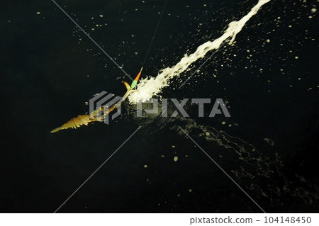 A squid backing up with a jet jet A squid backing up with a jet jet 104148450