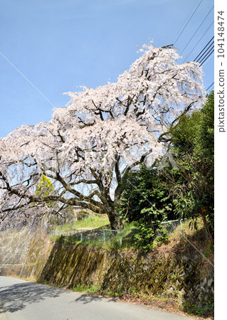 Tochihara's weeping cherry tree [Shitaichi Town, Nara Prefecture] 104148474