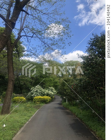 森林路 森林路 104148492
