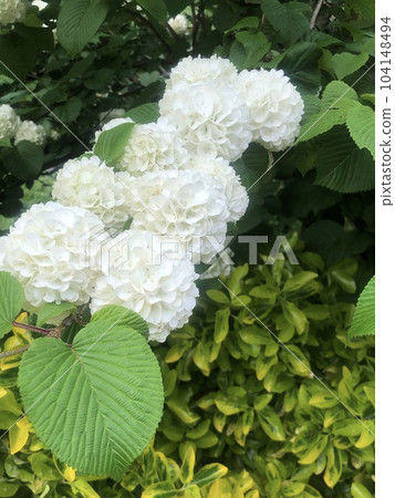 白花 白花 104148494