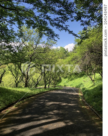 森林路 森林路 104148497