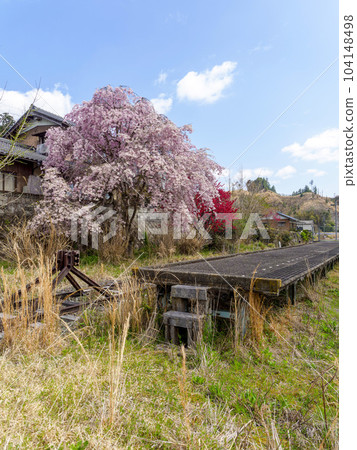 Scenery of the station with weeping cherry blossoms and peach blossoms 104148498