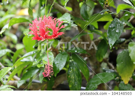 Tropical red progenitor hibiscus flower (Furinbussouge, Schizopetalus) Tropical red progenitor hibiscus flower (Furinbussouge, Schizopetalus) 104148503