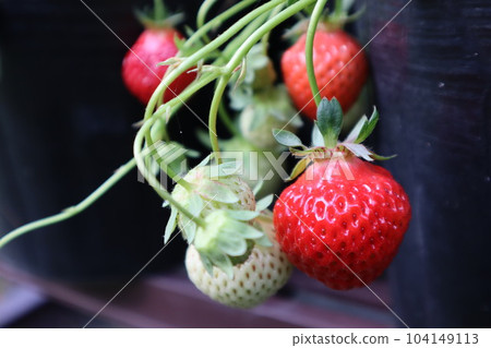 Home vegetable garden Growing fruit in the garden fruit fruit Home vegetable garden Growing fruit in the garden fruit fruit 104149113