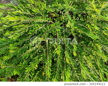 Mousetail plant green leaves texture background  104149121