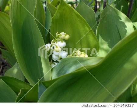 Lily of the valley that has begun to bloom small flowers in the warmth of spring 104149327