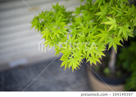 新鮮的綠楓植物形象 104149397