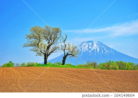 "Twin cherry trees" Scenic spot in Niseko Town, Hokkaido 104149604