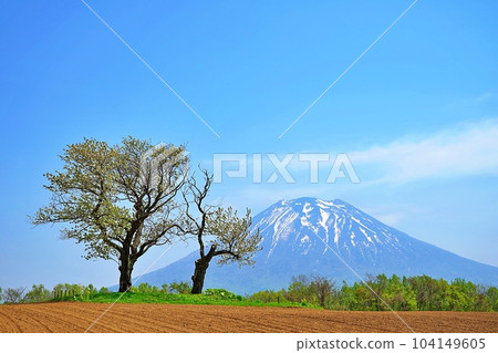 "Twin cherry trees" Scenic spot in Niseko Town, Hokkaido "Twin cherry trees" Scenic spot in Niseko Town, Hokkaido 104149605