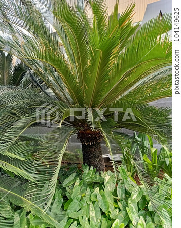 Close up of sago palm plant  104149625