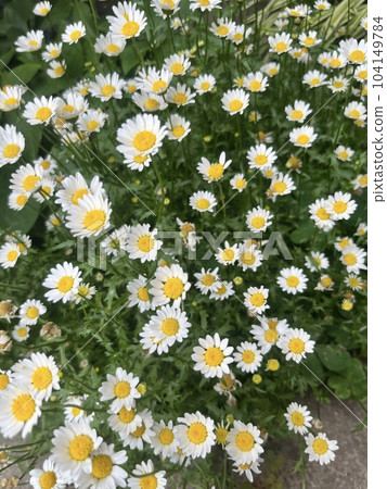 許多瑪格麗特花 許多瑪格麗特花 104149784