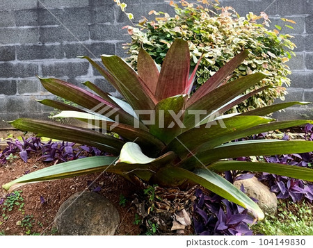 Close up of blushing bromeliad plant Close up of blushing bromeliad plant 104149830