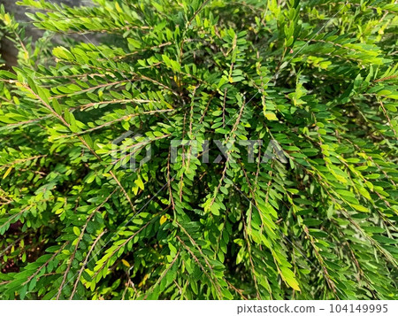 Close up of mexican heather plant  104149995