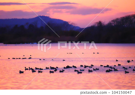 Fantastic river and waterfowl scenery at dusk 104150047