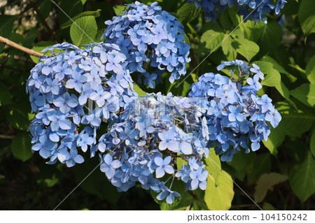 廚房花園繡球花 繡球花 六月雨季花 104150242